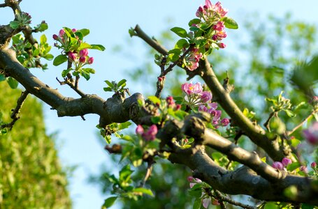 Growth bud apple blossom