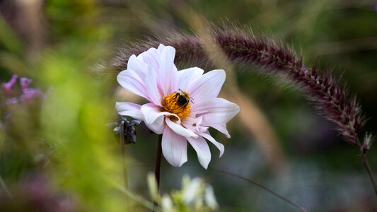 Hummel autumn grasses