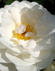 Nature blooming rose
