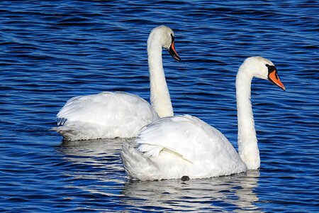 Nature bird water bird