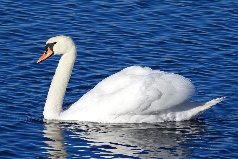 Nature bird water bird