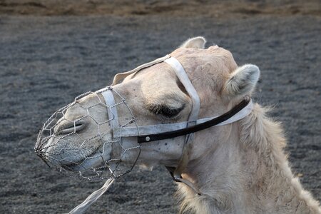 Timanfaya camel dromedary photo