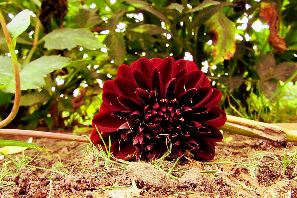 Flower cases nature
