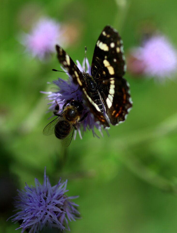 Wings nice nature