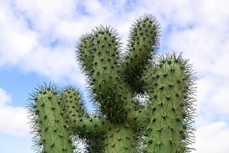 Cactus monument sculpture photo