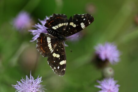Wings nice nature