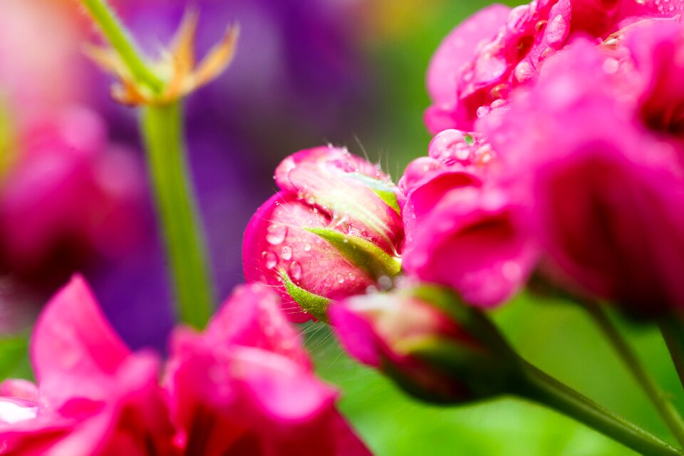 Nature rose flora