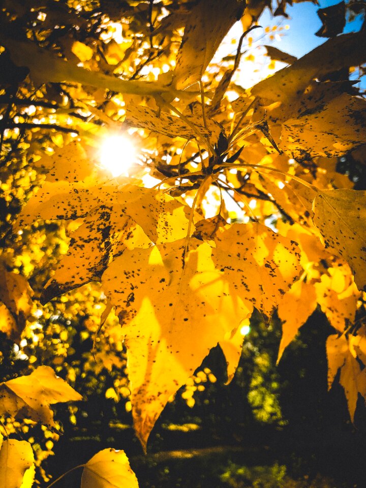 Nature wood background