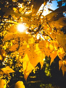 Nature wood background