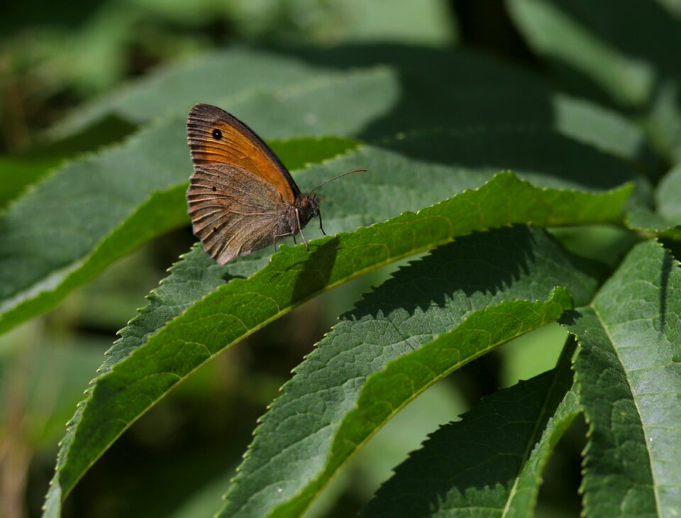 Insecta rest plant