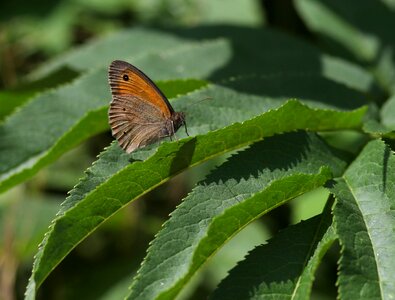 Insecta rest plant
