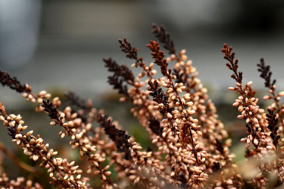 Heather growth brown growth