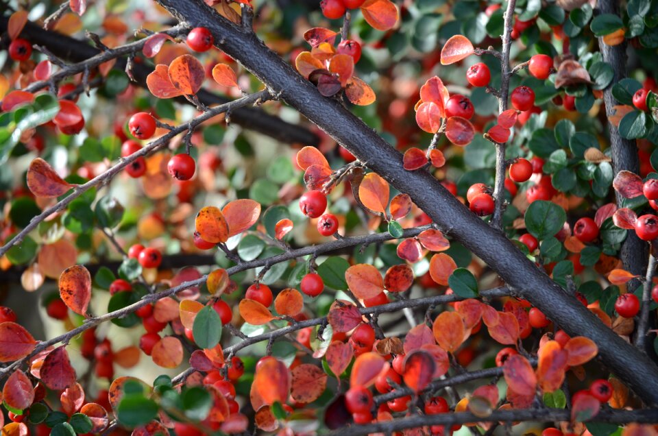 Red green garden
