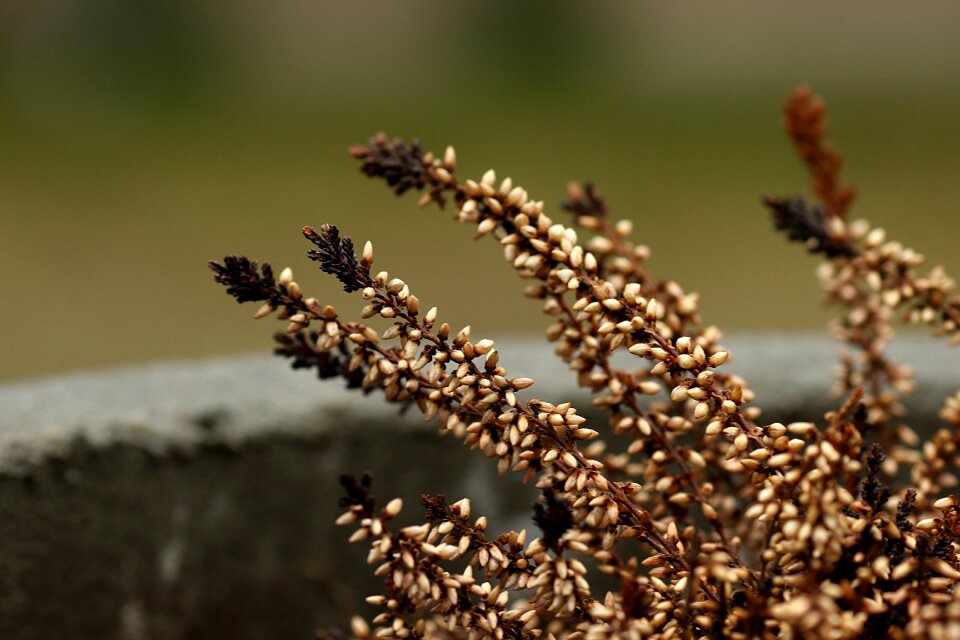 Heather growth brown growth