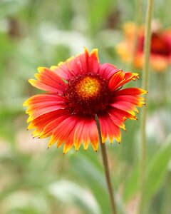 Flower blanket gaillardia photo