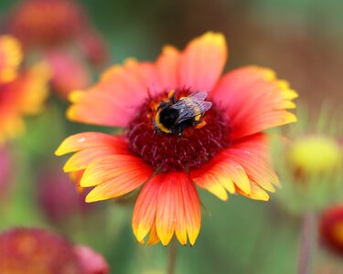 Gaillardia bloom flowers photo