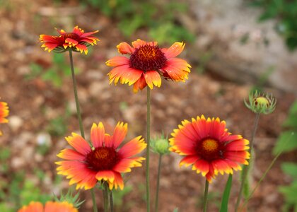 Gaillardia bloom flowers photo