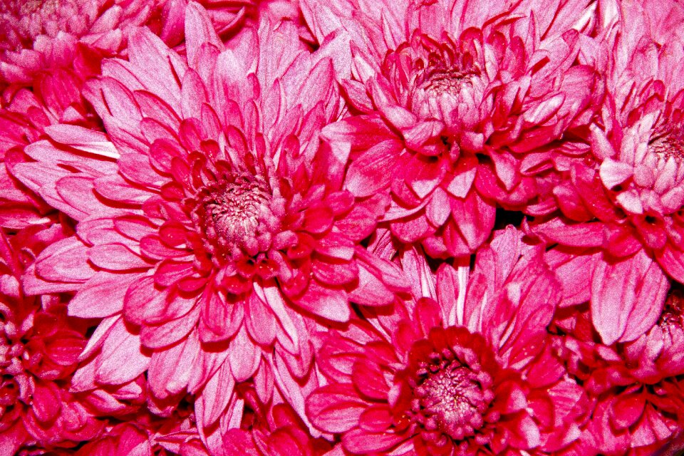 Nature plants pink