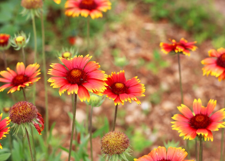 Gaillardia bloom flowers