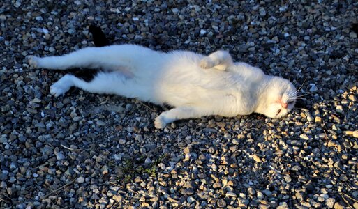 Laziness the stones tomcat
