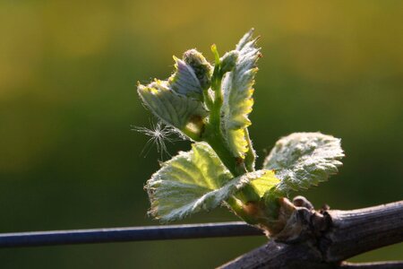 Nature close up season
