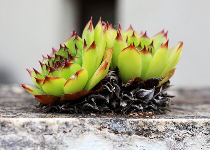 Plant nature garden photo