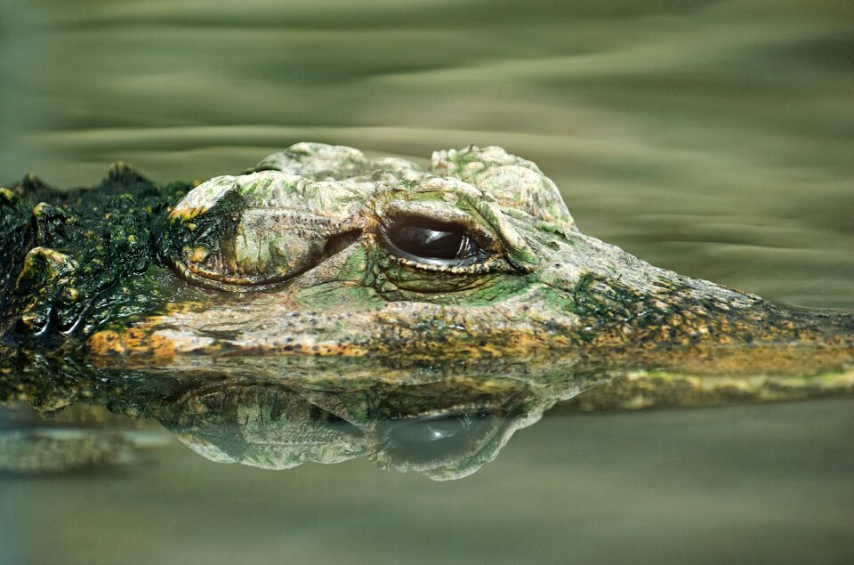 Lizard alligator dangerous