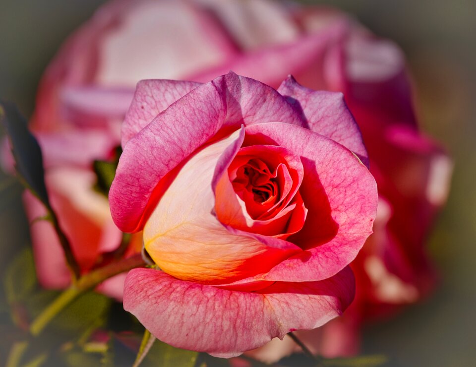 Greeting card flowers love