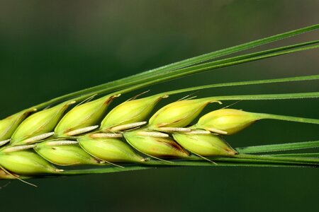 Ear grain agriculture photo