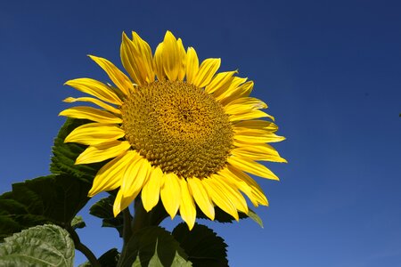 Autumn blossom bloom
