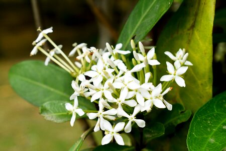 Leaf flora flower