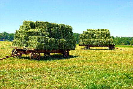 Wagon summer field photo