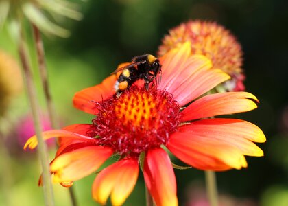 Gaillardia bloom flowers