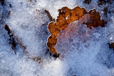 Leaves cold frozen photo