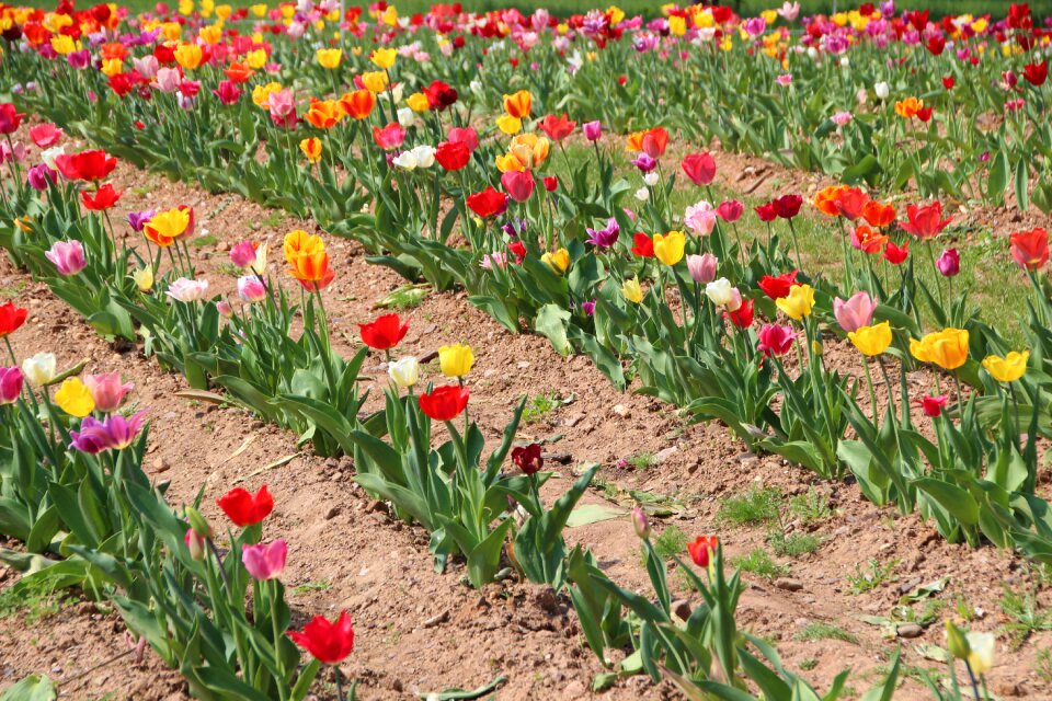 Cut flowers spring tulpenbluete