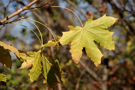 Sheet tree in the fall of
