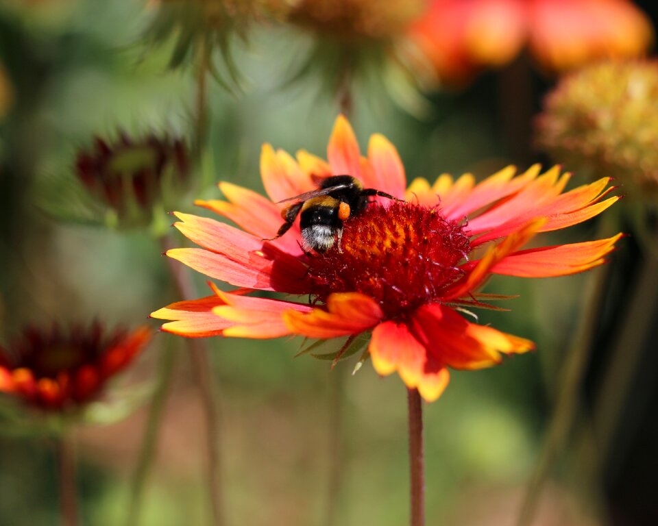 Gaillardia bloom flowers