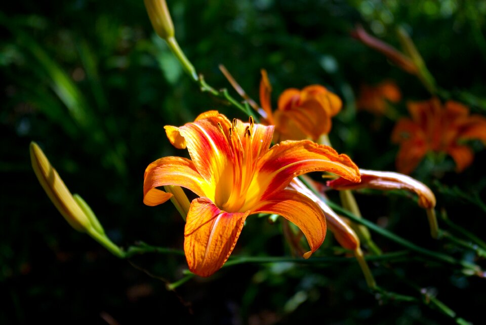 Flower floral botanical photo