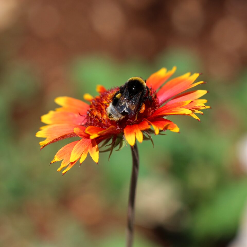 Gaillardia bloom flowers