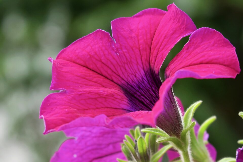 Nature garden petals photo