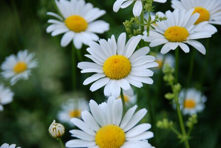 Yellow center white flowers closeup