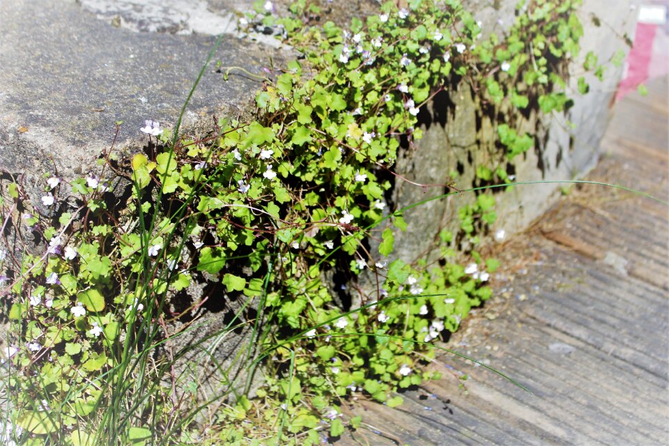 Growth outdoor flowers
