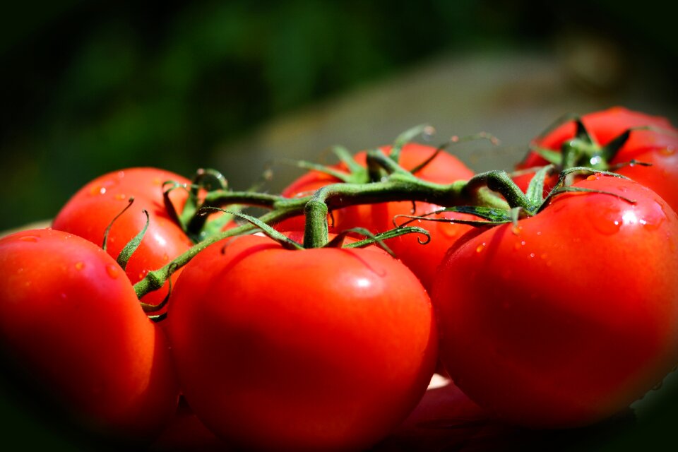 Vegetarian food vegetables