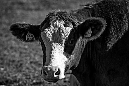 Pasture farm animal photo