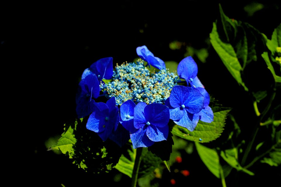 Shadow flower plant