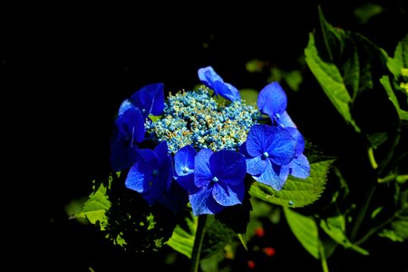 Shadow flower plant