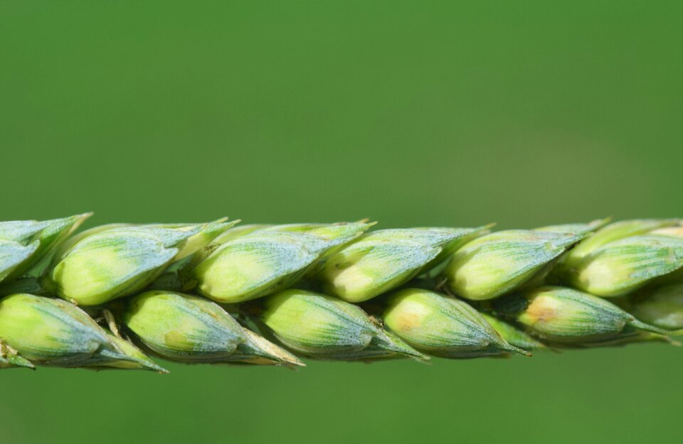 Close up ear nature