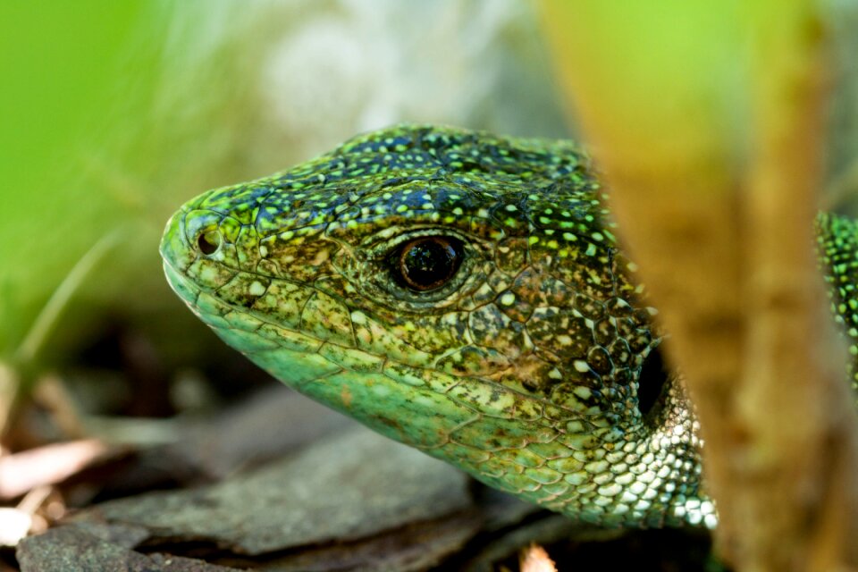 Reptile wild world animal