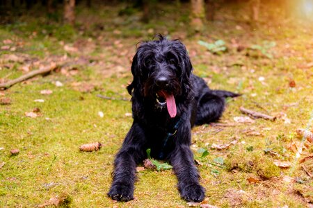 King poodle hybrid dog photo