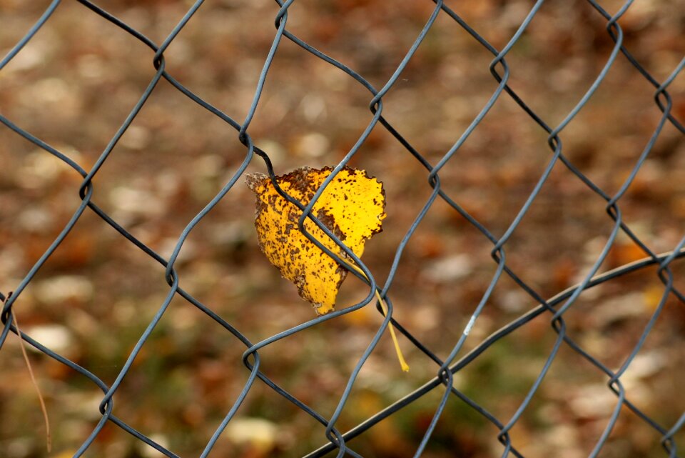Yellow park leaf